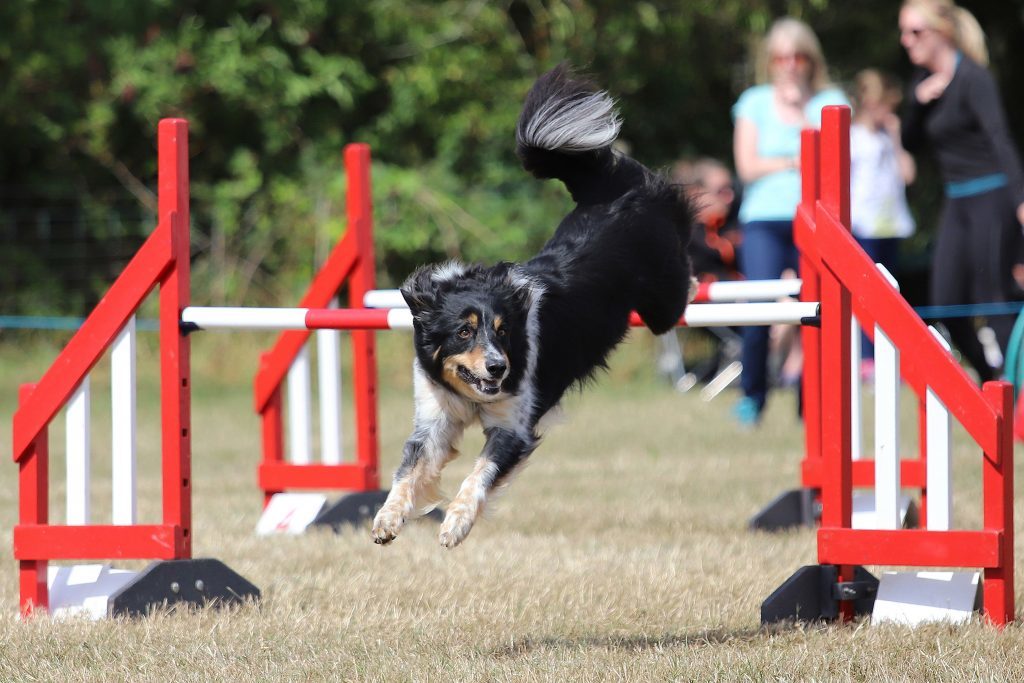 Bertie, owned by Jackie Gardner