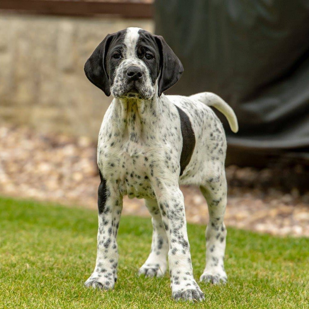 Annie, bred and owned by Jayne Harrison