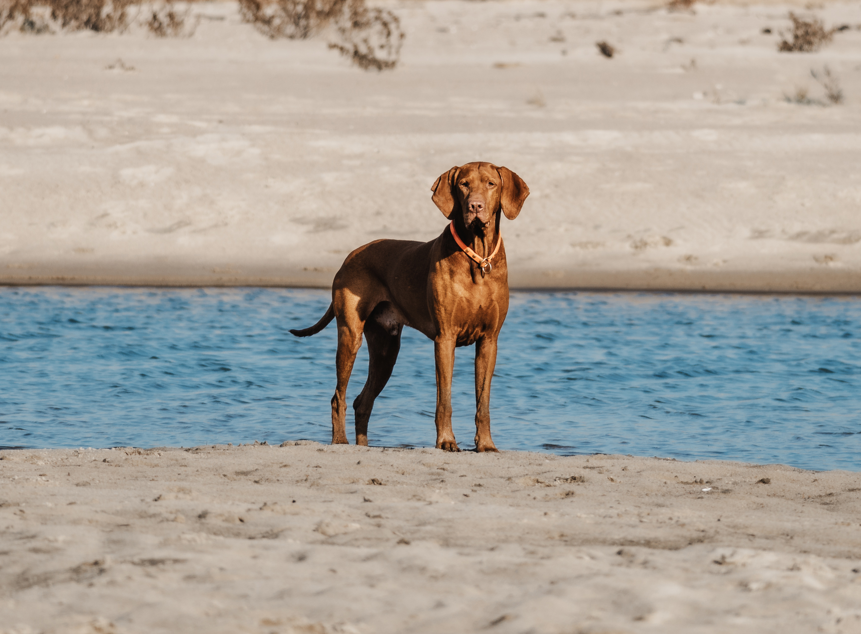 dogs running through shallow water at the beach