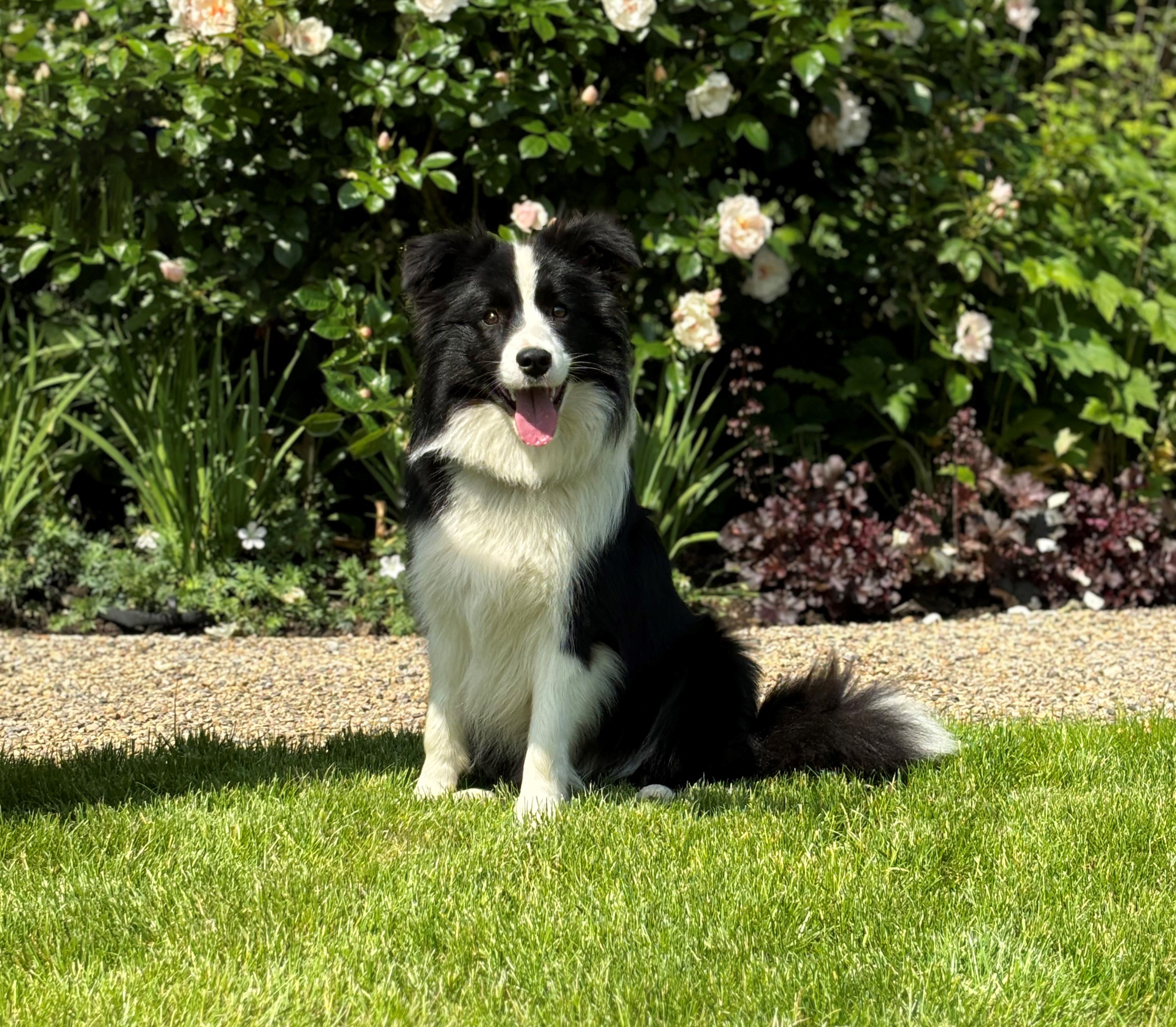 Dog stood on lawn