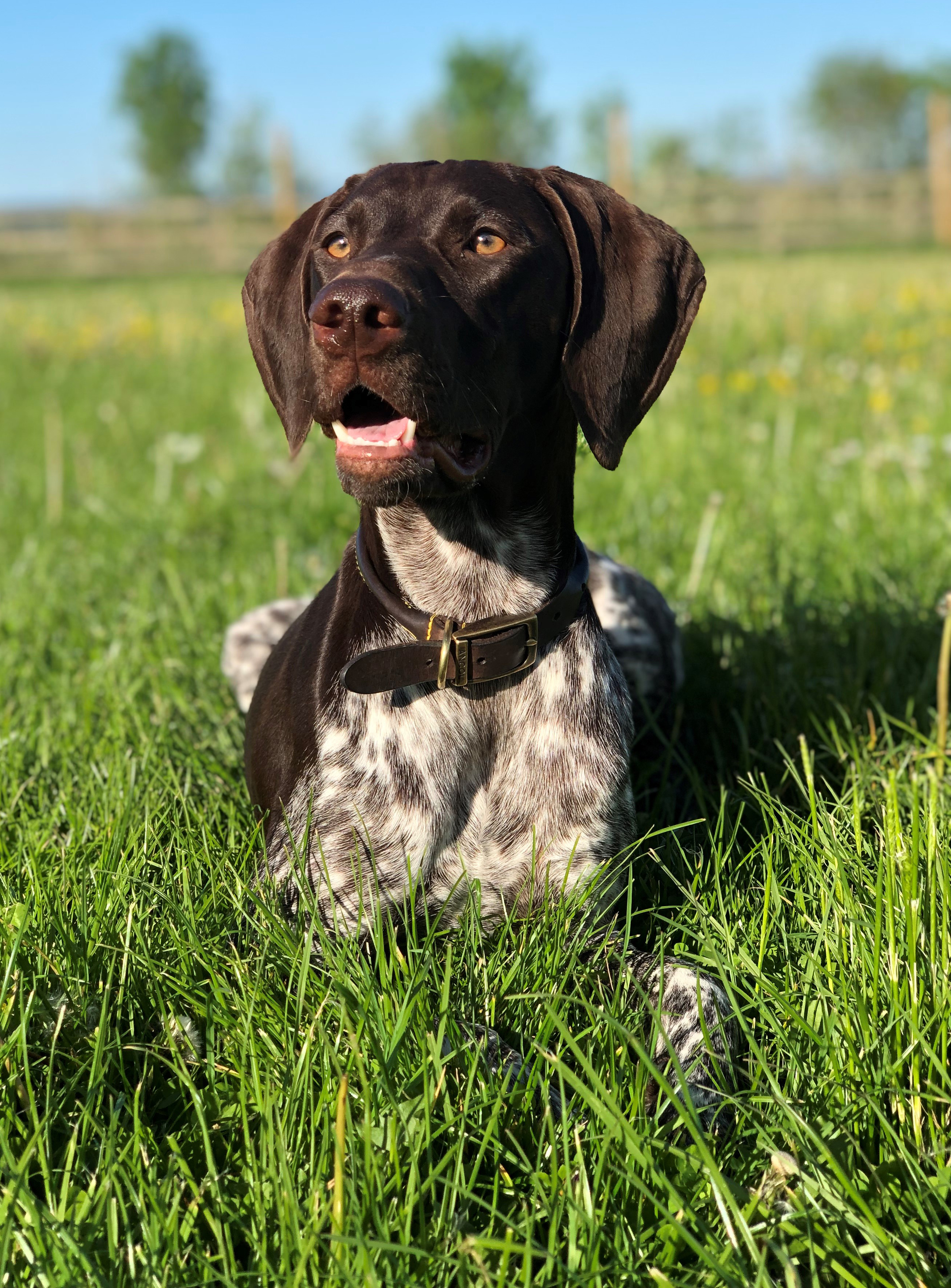 Black Labrador stood in a field 