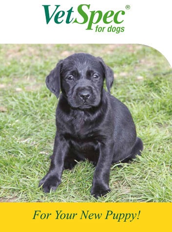 Black Labrador puppy