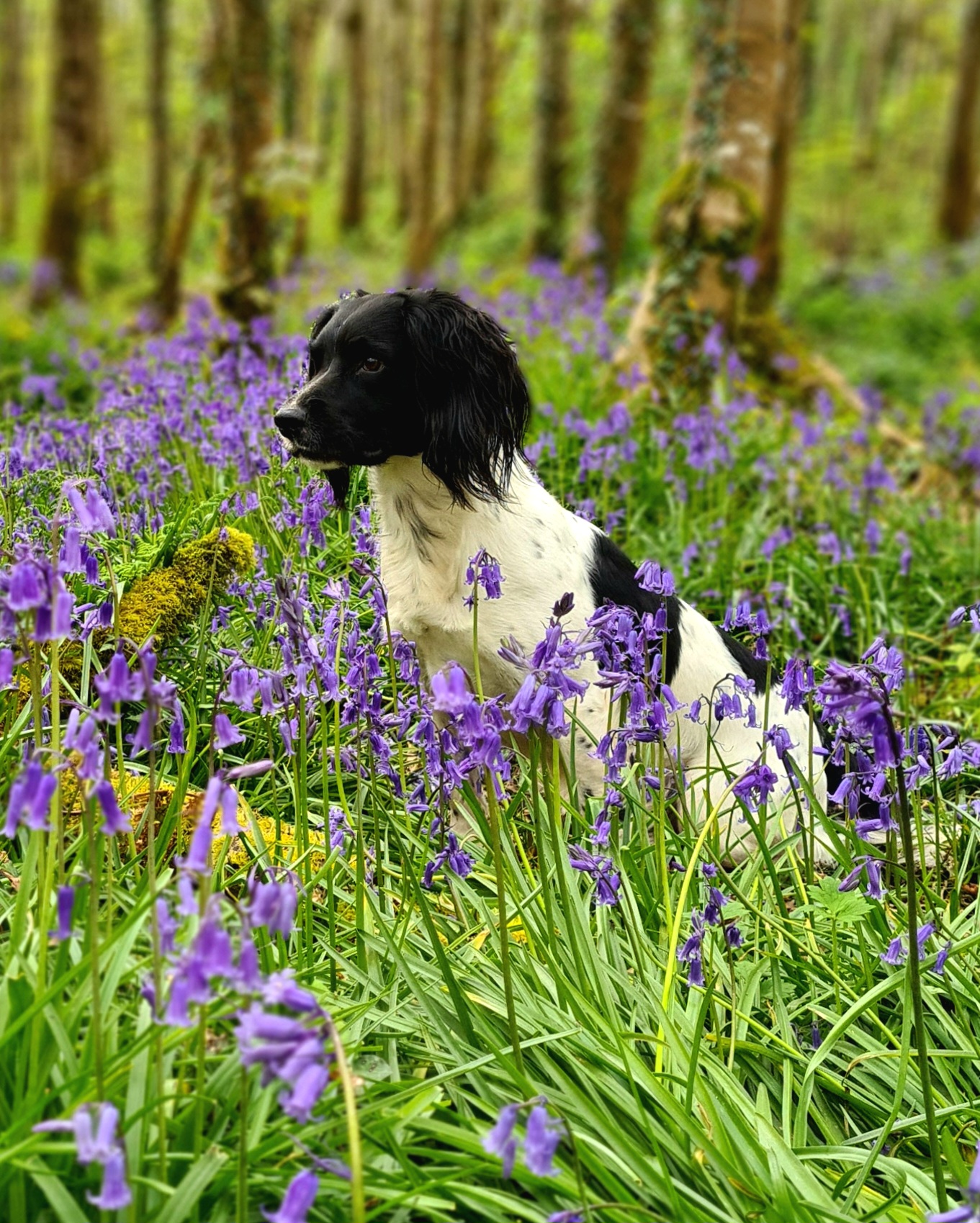 Spaniel sat in bluebells and grass