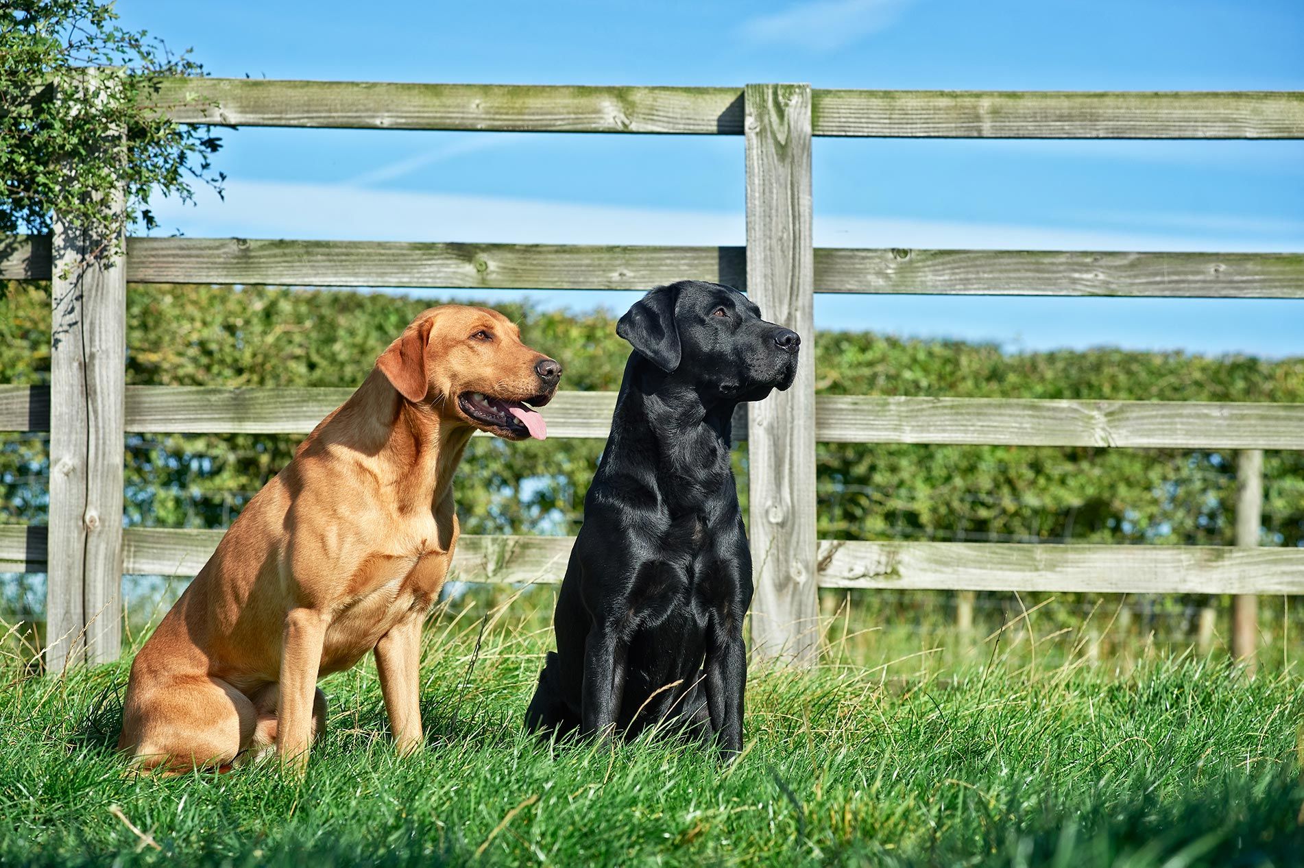 2 labradors sat in a field