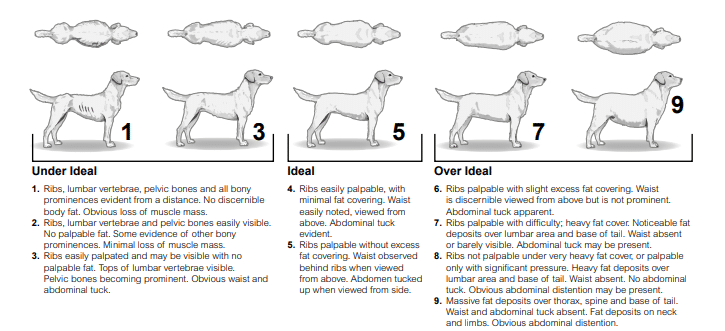 Dog weight guide graph