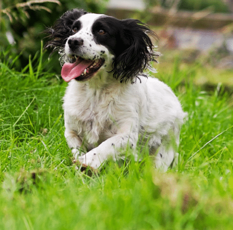 Happy Spaniel walking in grass